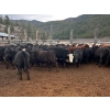 Image 3 : Frolek Cattle Co. - 730# March/April Delivery Heifers - 85 Head (Knutsford, BC)
