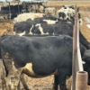 1  Idaho Dairies/Ranches  80 Cows (Burley, ID)