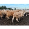 Image 10 : Chipping Hill Cattle Co. - 975# September Delivery Steers - 63 Head (MacGregor, MB)