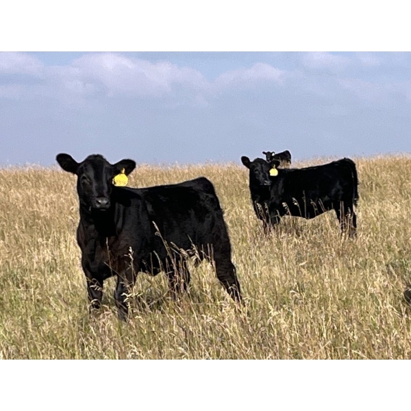 Calberta Farms/McMillin Ranching - 450# November Delivery Heifer Calves - 85 Head (Hanna, AB)
