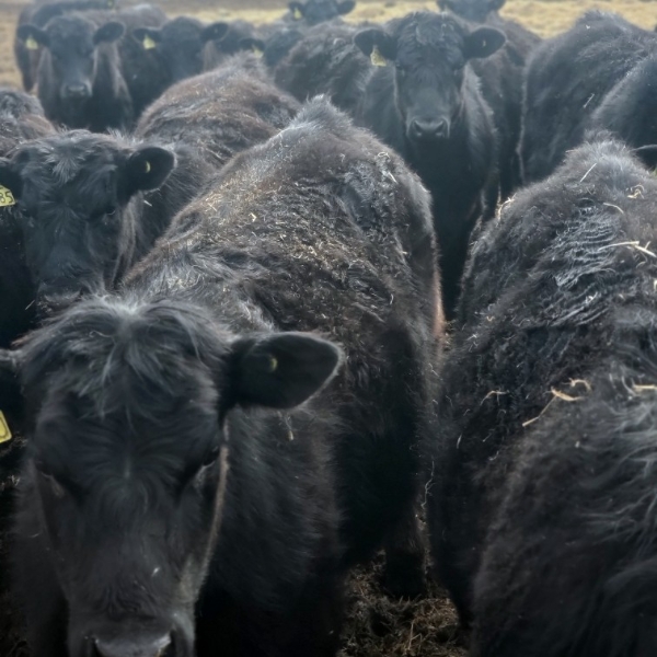 Fred Lansdall - 800# April Delivery Steers - 70 Head (Leross, SK)
