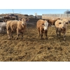 Image 4 : Brian Perillat - 725# April Delivery Steers - 70 Head (Linden, AB)