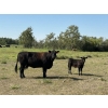 Image 3 : Johnson Livestock - 35 Exotic X Cow/Calf Pairs (Peebles, SK)