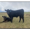 Image 8 : P&B Van Schothorst - 30 Black/BBF 1st Calf Heifer Pairs (Blackie, AB)