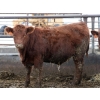 Image 2 : Barfus Farms - 865# December Delivery Weaned Steers - 205 Head (Hill Spring, AB)
