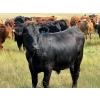 Image 5 : Riverbend Ranch - 1080# October Delivery Grass Steers - 180 Head (Coronation, AB)