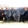 Image 6 : Dog River Ranch - 730# March/April Delivery Heifers - 43 Head (Corning, SK)