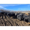 Image 5 : GDS Enterprises Ltd. - 890# February Delivery Steers - 120 Head (Burstall, SK)