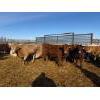 Image 3 : Corey & Kelly Fitzpatrick - 775# March Delivery Heifers - 77 Head (Glen Ewen, SK)