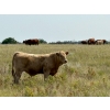 Image 18 : Kokay Farms Ltd. - 685# November Delivery Steer Calves - 120 Head (Rosemary, AB)