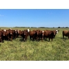 Image 3 : Tony Groenewoud - 1100# September Delivery Grass Steers - 168 Head (Turtleford, SK)