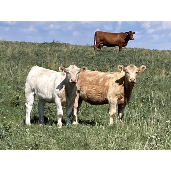 MacMillan Farming Co. - 610# September Delivery Heifer Calves - 80 Head (Cayley, AB) VBP+