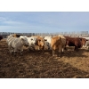 Image 10 : Greg Trewin - 950# March/April Delivery Steers - 126 Head (Coulter, MB)