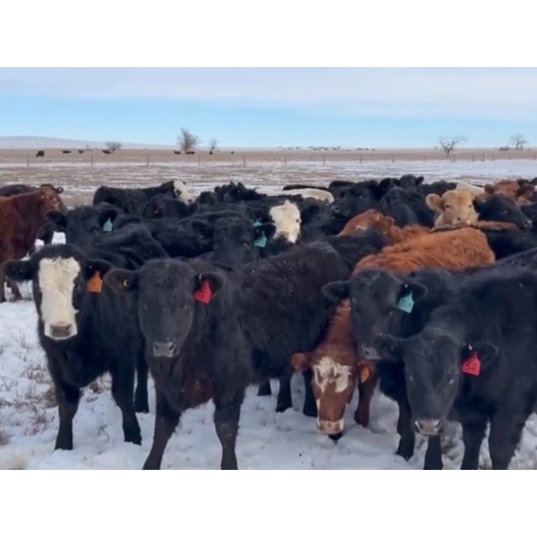 North Butte Land & Cattle - 675# April Delivery Heifers - 93 Head (Millicent, AB)