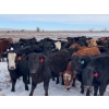 Image 1 : North Butte Land & Cattle - 675# April Delivery Heifers - 93 Head (Millicent, AB)