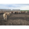 Image 7 : Ripple Rock Ranch - 725# August Delivery Heifers - 90 Head (Fincastle, AB)