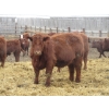 Image 6 : Helland Land & Cattle Co. Ltd. - 992# March Delivery Steers - 100 Head (Lomond, AB)
