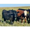 Image 6 : Graydon Garner - 950# September Delivery Grass Heifers - 35 Head (Strathmore, AB)