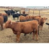 Image 9 : Chipping Hill Cattle Co. - 525# May Delivery Heifers - 65 Head (MacGregor, MB)