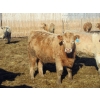 Image 2 : Douglass Agro - 725# March Delivery Weaned Heifers - 250 Head (Gem, AB)