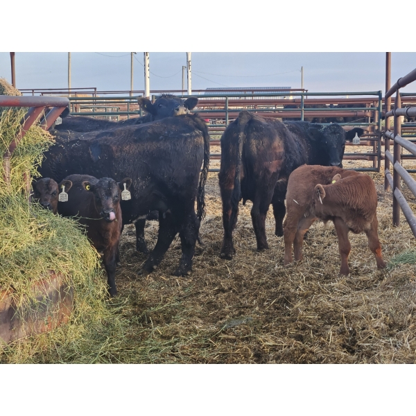 Rolling N Ranches (Nolan & Amanda Osadczuk) - 4 Black Heifer Pairs