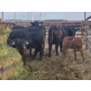Image 1 : Rolling N Ranches (Nolan & Amanda Osadczuk) - 5 Black Heifer Pairs