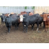 Image 3 : Taylor Enterprises Inc. - 960# Aug/Sept Grass Steers - 189 Head (Wawota, SK)