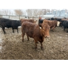 Image 9 : T & S Stock Farms - 947# March Delivery Steers - 60 Head (Scandia, AB)