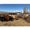 Image 1 : Lowe Ranches - 614# March Delivery Steers - 25 Head (Nanton, AB)