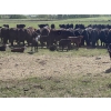Image 9 : Hines Ranching Co. Ltd. - 525# November Delivery Steer Calves - 210 Head (Marwayne, AB)