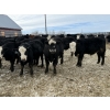 Image 2 : Kristjanson Farms - 790# February Delivery Steers - 35 Head (Foam Lake, SK)