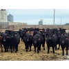 Image 4 : M.S. MacLean Livestock - 920# March Delivery Steers - 100 Head (Coaldale, AB)