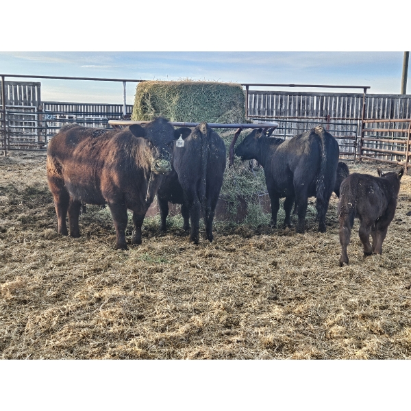 Rolling N Ranches (Nolan & Amanda Osadczuk) - 4 Black Heifer Pairs