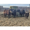 Image 1 : Rolling N Ranches (Nolan & Amanda Osadczuk) - 4 Black Heifer Pairs