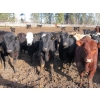 Image 11 : Fridlington Family Farms - 675# March Delivery Heifers - 243 Head (Kersley, BC)