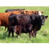 Image 12 : Nameth Land & Livestock Ltd. - 500# November Delivery Heifer Calves - 50 Head (Cupar, SK) VBP+
