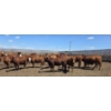 Image 3 : Cattlewood Farms Ltd. - 805# June/July Delivery Heifers - 75 Head (Fincastle, AB)