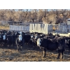 Image 2 : Bircham Ranch - 900# January Delivery Steers - 135 Head (Piapot, SK)
