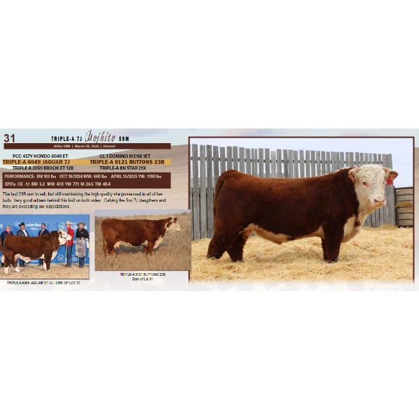 Triple-A 7J Mojhito 59M