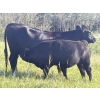 Image 12 : Gordon, Amanda & Chance Whittemore - 780# October Delivery Steer Calves - 75 Head (Elnora, AB)