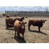Image 7 : Lone Star Cattle Co. - 980# June Delivery Heifers - 215 Head (Strathmore, AB)