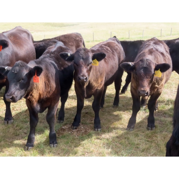 Blooming Enterprises Ltd. - 525# October Delivery Heifer Calves - 40 Head (Gladmar, SK)