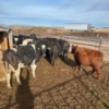 Image 5 : Idaho Dairies/Ranches - 54 Mixed (Burley, ID)