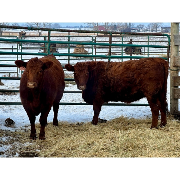 Jim Northcott - 2 Heifers (Pen 508)