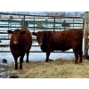 Image 1 : Jim Northcott - 2 Heifers (Pen 508)