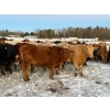Image 4 : Layne & Brooke Magnuson - 825# January Delivery Steers - 148 Head (Warburg, AB)