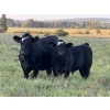 Image 4 : Taylor Family Farms - 720# October Delivery Steer Calves - 82 Head (Leslieville, AB)