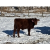 Image 9 : Lazy J Cattle Co. - 900# October Delivery Grass Steers - 120 Head (Cochrane, AB)