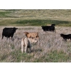 Image 3 : CK Cattle Co. (Scott & Laura Culligan) - 490# October Delivery Steer Calves - 120 Head (Eyre, SK)