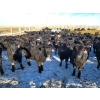 Image 1 : Bauer Ranching - 780# February Weaned Steers - 148 Head (Hilda, AB)